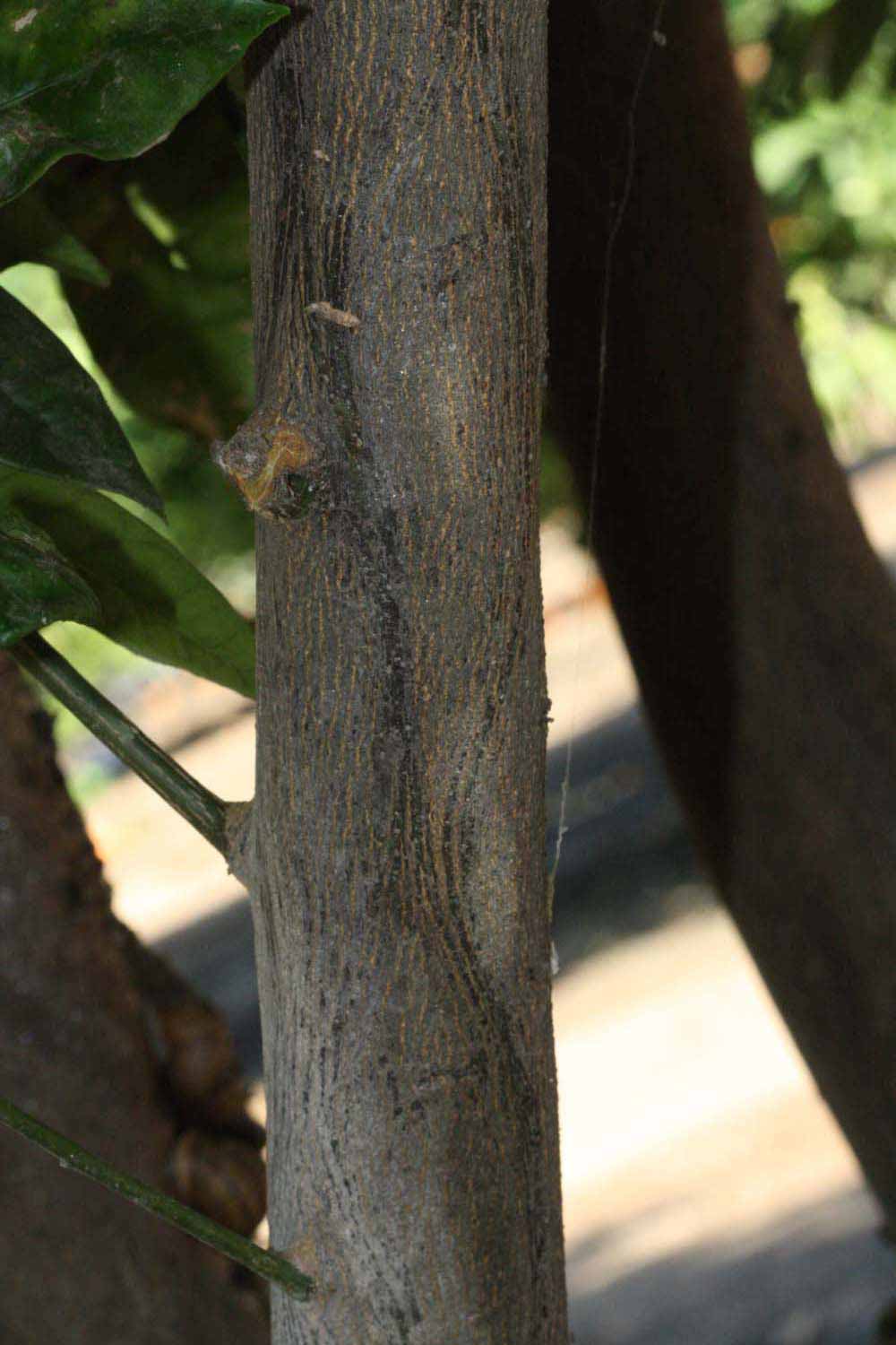            Bark (Riverside, CA)   